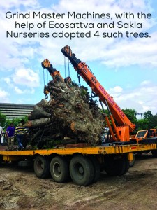 Conserving Monumental Trees